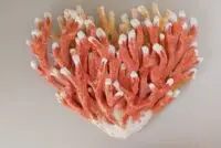 For The Love Of All Life