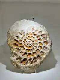 Fossil feeling ii