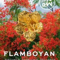 FLAMBOYAN ORO