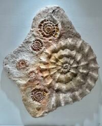 Fossil feelings ii