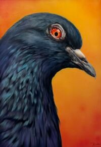 Pidgeon