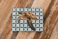 Tiled Turtle