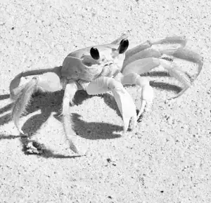Yellow Crab