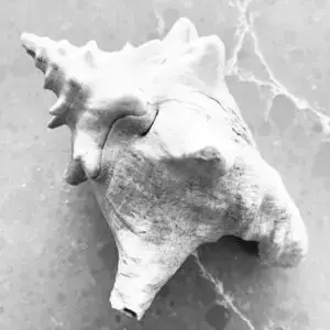 Beach Shell