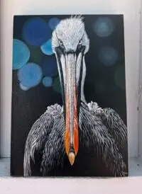  Pelicano