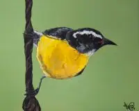 Nos Barica geel