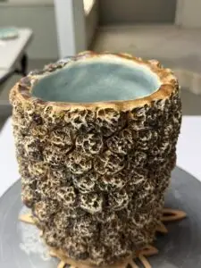WEATHERED CORAL