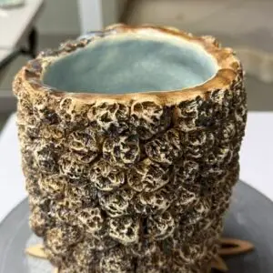 Weathered Coral