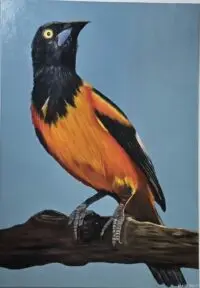 Aruba nature