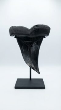 Black Sharks Tooth
